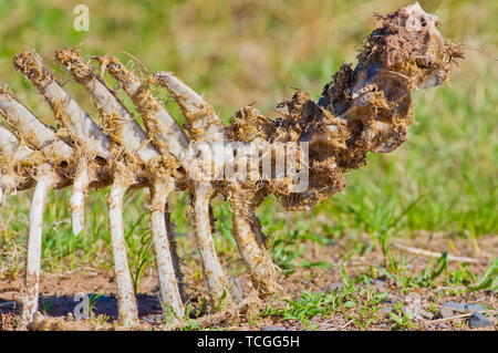 Cerf brut squelette carcasse mangée par les détritivores dans le Crex Meadow de faune en milieu rural au Wisconsin Banque D'Images