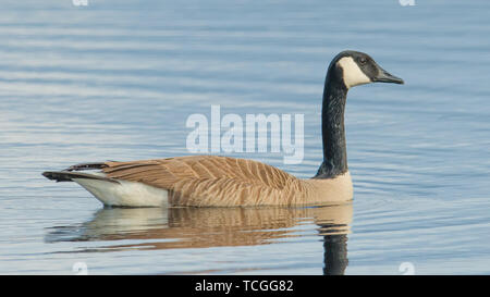 Canada goose sur le magnifique bleu calme paisible lac paisible - prises pendant les migrations de printemps à la Crex Meadows de faune dans le nord du Wisconsin Banque D'Images