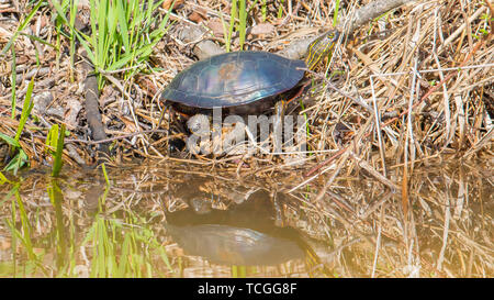 Soleil tortue peinte dans le soleil du printemps sur un marais de rivage - reflet de tortue sur l'eau - prise à la Crex Meadows de faune dans le Nord Banque D'Images