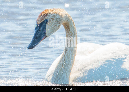 Le cygne shaking head et secouer l'eau qui miroite à la lumière - prises pendant les migrations de printemps à la Crex Meadows de faune dans la région de Ni Banque D'Images