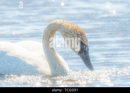 Le cygne shaking head et secouer l'eau qui miroite à la lumière - prises pendant les migrations de printemps à la Crex Meadows de faune dans la région de Ni Banque D'Images