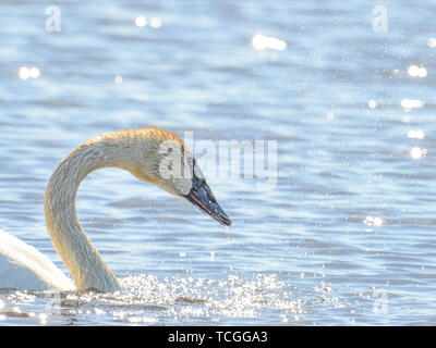 Le cygne shaking head et secouer l'eau qui miroite à la lumière - prises pendant les migrations de printemps à la Crex Meadows de faune dans la région de Ni Banque D'Images