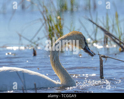 Le cygne shaking head et secouer l'eau qui miroite à la lumière - prises pendant les migrations de printemps à la Crex Meadows de faune dans la région de Ni Banque D'Images