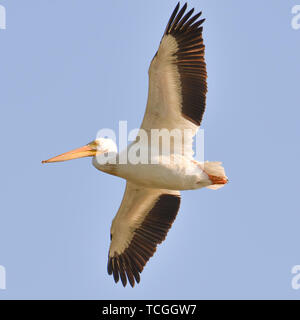 Pélican en vol sur la rivière du Minnesota pendant les migrations d'automne Banque D'Images