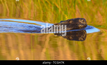 Castor dans une zone humide pendant le coucher du soleil sur une journée d'automne ensoleillée dans le Crex Meadows de faune dans le nord du Wisconsin Banque D'Images