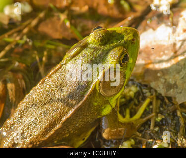 La grenouille verte (Rana clamitans) sur les rives du lac Banque D'Images