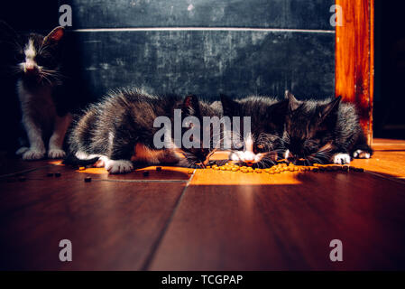 Chatons de manger sur le sol les aliments secs pour chats spécial Banque D'Images