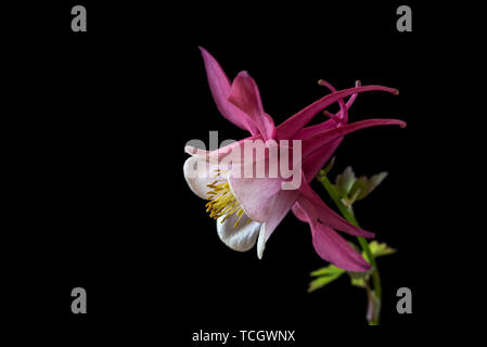 Aquilegia Spring Magic rose et blanc,magie,série printemps Ranunculaceae,clés des sciences de la vie faible, fond noir Banque D'Images