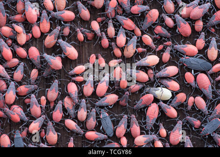 Insectes essaiment Box Elder Banque D'Images