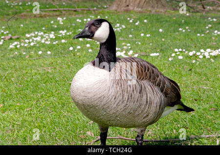 Comité permanent canadien goose à la sauvagine Banque D'Images