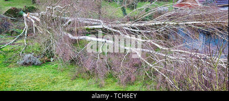 Close up cinq gros bouleaux sont dans un jardin sur le toit du garage gris en bois après une forte tempête tornade et d'aile. Désastre pour l'entreprise d'assurance en F Banque D'Images