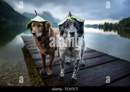 Les chiens au parc naturel de cap. Funny dog photo. Les chiens de race mixte dans de beaux paysages. Banque D'Images