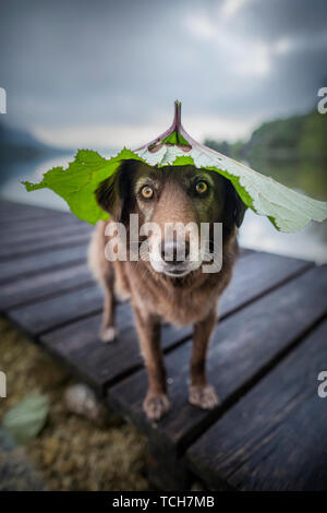 Les chiens au parc naturel de cap. Funny dog photo. Les chiens de race mixte dans de beaux paysages. Banque D'Images