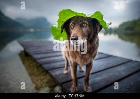 Les chiens au parc naturel de cap. Funny dog photo. Les chiens de race mixte dans de beaux paysages. Banque D'Images