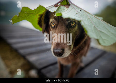 Les chiens au parc naturel de cap. Funny dog photo. Les chiens de race mixte dans de beaux paysages. Banque D'Images