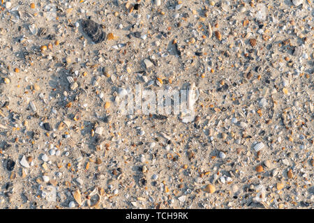 Close-up d'un grand nombre de fragments de coquillages éparpillés sur le sable d'une plage tropicale. Banque D'Images