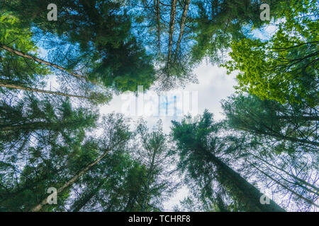 Regardant le ciel bleu à travers les arbres dans une dense forêt verte dans le Peak District, UK Banque D'Images
