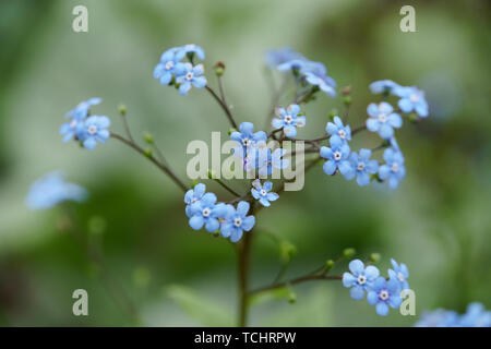 Kaukasus-Vergissmeinnicht Großblättriges Kaukasusvergissmeinnicht, Jack Frost (Brunnera macrophylla) Banque D'Images