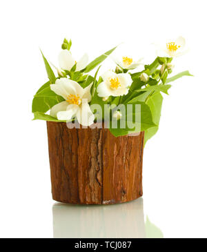 De belles fleurs de jasmin en pot isolated on white Banque D'Images