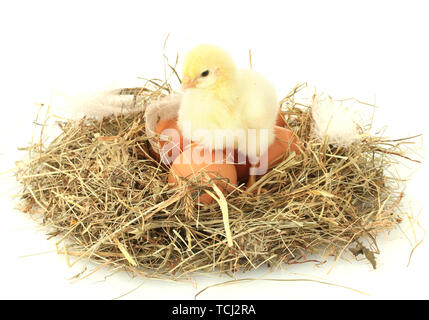 Belle petite poule et oeufs dans le nid, isolé sur le livre blanc Banque D'Images