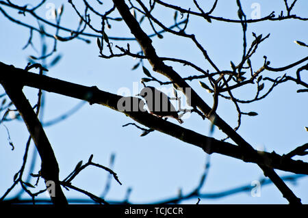 Sittelle Torchepot en silhouette debout sur une branche d'arbre Banque D'Images