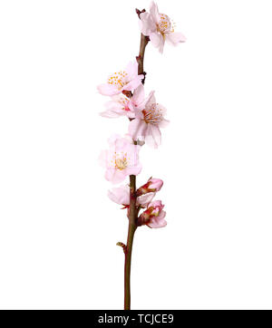 Studio shot of apricot blossom brunch isolated on white Banque D'Images