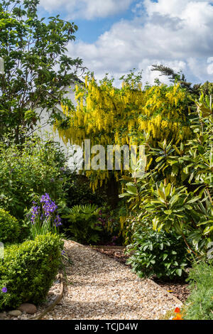 Un sentier de gravier mène à un arbre laburnum en pleine floraison.chaîne d'or Laburnum alpinum.arbre. Banque D'Images