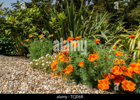 Les bords d'un sentier de gravier sont équilibrées avec,sahucii Sahuc (Rock Rose) et de pavot de Californie (Eschscholzia californica) Banque D'Images