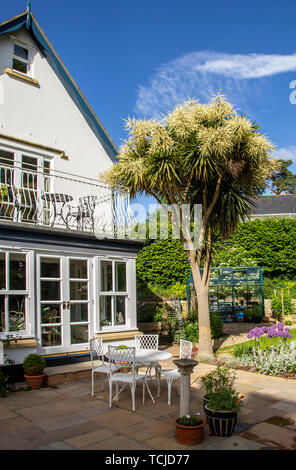 Cordyline australis en fleur, aussi le chou palmiste ou chou tree, grandir au-dessus d'une chambre balcon dans le Devon. Banque D'Images