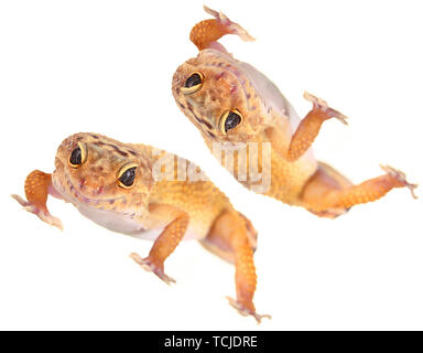 Collage de jaune et orange spotted leopard gecko on white Banque D'Images