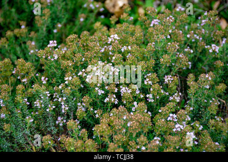 De fleurs aromatiques sauvages thym cuisine provençale en montagnes, ingrédient d'Herbes de Provence, nature background Banque D'Images