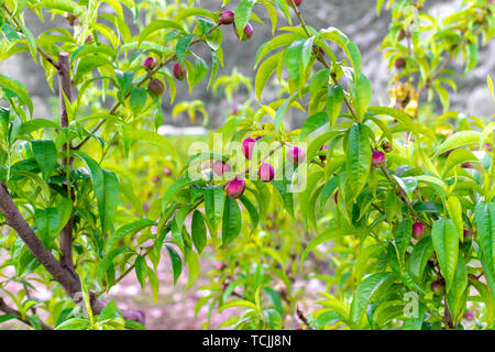 Petits fruits abricots mûrs sur rip au printemps de l'abricotier, de l'agriculture en Grèce Banque D'Images