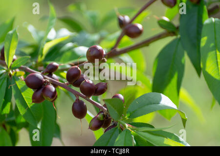 Petits fruits abricots mûrs sur rip au printemps de l'abricotier, de l'agriculture en Grèce Banque D'Images