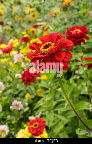 Bellevue, Washington, USA. Dahlia rouge fleur avec une variété de dahlias derrière elle. Banque D'Images