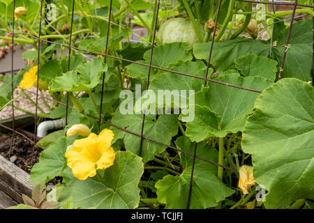 Bellevue, Washington, USA. Potiron Kabocha (japonais) sur la vigne. Banque D'Images