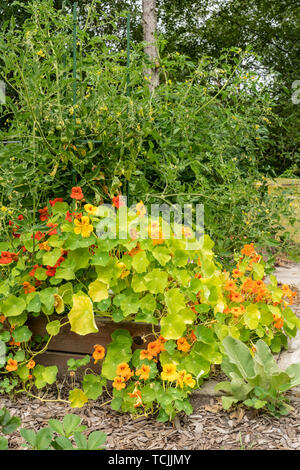 Bellevue, Washington, USA. De plus en plus à côté de capucines tomates dans un jardin. Ils sont les plantes. Banque D'Images