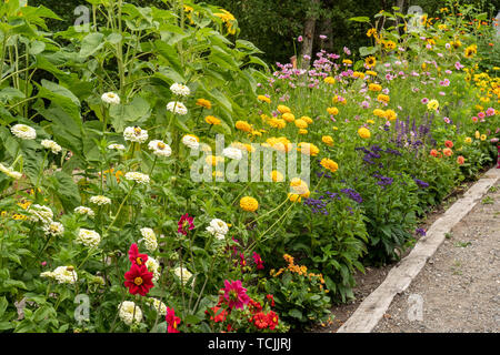 Bellevue, Washington, USA. Variété de dahlias, tournesols et marguerites bordant un sentier de gravier à travers le jardin de fleurs. Banque D'Images