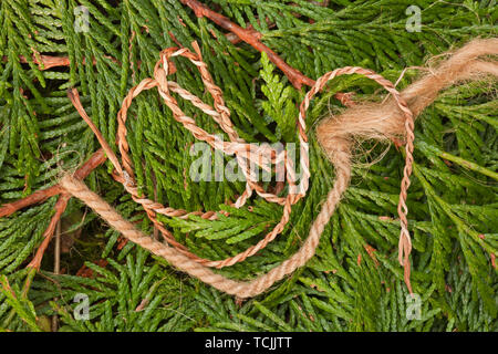 La ficelle à la main / cordage de l'écorce intérieure d'un cèdre rouge de l'arbre, couché sur branches de cèdre rouge de l'Ouest Banque D'Images