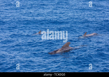 Groupe de baleines pilotes dans l'océan atlantique tenerife whale Banque D'Images