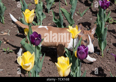Le rouge et blanc bull terrier miniature est de jouer sur le terrain avec des tulipes. Animaux de compagnie. Trois mois. Banque D'Images