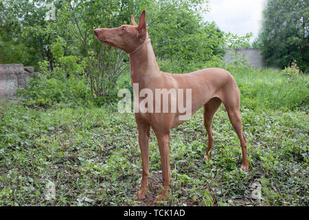 Le pharaon hound est debout sur un pré vert. Animaux de compagnie. Banque D'Images