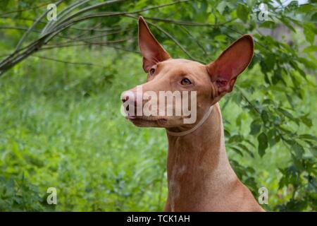 Cute pharaon hound close up. Kelb tal-Fenek ou lapin chien. Animaux de compagnie. Banque D'Images