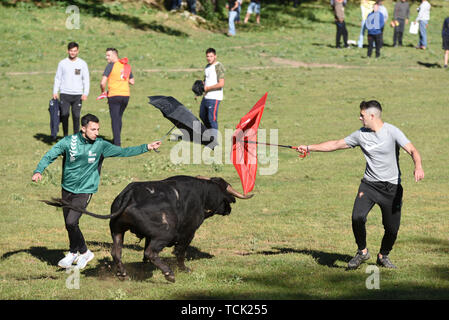 Deux hommes tester la bravoure d'un Ramon Sanchez bull fighting ranch pendant le festival. Au cours de la 'Lavalenguas» (laver les langues maternelles) festival, une tradition du 12ème siècle, '12' de jeunes taureaux (novillos) sont dirigées par des hommes de l'équitation pour les stylos à 'Valonsadero' à Soria, au nord de l'Espagne. Les gens aussi tester la bravoure des taureaux. Banque D'Images