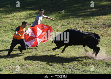 Deux hommes tester la bravoure d'un Ramon Sanchez bull fighting ranch pendant le festival. Au cours de la 'Lavalenguas» (laver les langues maternelles) festival, une tradition du 12ème siècle, '12' de jeunes taureaux (novillos) sont dirigées par des hommes de l'équitation pour les stylos à 'Valonsadero' à Soria, au nord de l'Espagne. Les gens aussi tester la bravoure des taureaux. Banque D'Images