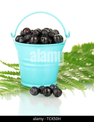 Les bleuets mûrs en bleu godet sur fern close-up Banque D'Images