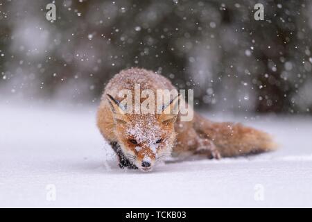 Le renard roux (Vulpes vulpes), l'alimentation dans la neige profonde avec des chutes de neige, le Parc National de Sumava, forêt de Bohême, République Tchèque Banque D'Images