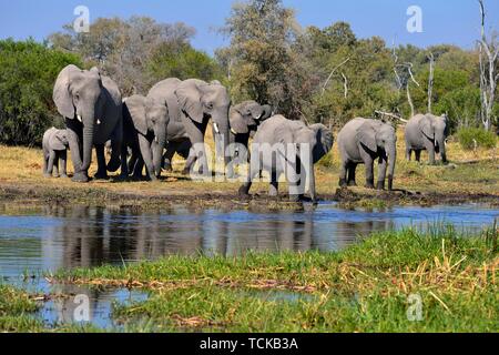 Les éléphants d'Afrique (Loxodonta africana), troupeau avec de jeunes animaux à Khwai River, Moremi, Botswana, Africa Banque D'Images