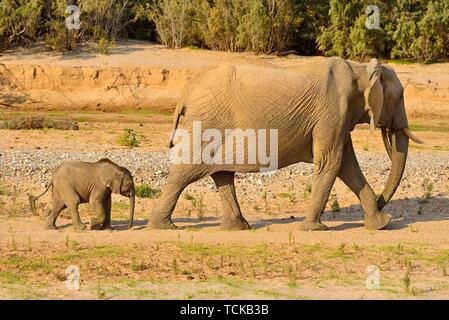 Les éléphants du désert namibien (Loxodonta africana), de la vache et du veau, à pied de la rivière Hoarusib, Désert du Namib, Kaokoland, Kaokoveld, province de Kunene, Namibie Banque D'Images