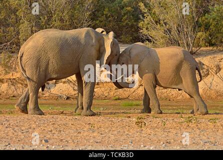 Les éléphants du désert namibien (Loxodonta africana), Bull et de la vache, de la rivière Hoarusib, Désert du Namib, Kaokoland, Kaokoveld, province de Kunene, Namibie Banque D'Images