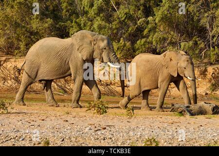 Les éléphants du désert namibien (Loxodonta africana), Bull et de la vache, de la rivière Hoarusib, Désert du Namib, Kaokoland, Kaokoveld, province de Kunene, Namibie Banque D'Images